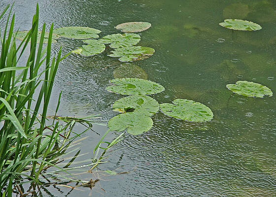 Photograph - Rain At Blenheim by Decoris Art