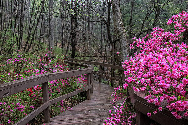 Flower Photograph - Rain At Happy Hollow Gardens by Deb Beausoleil