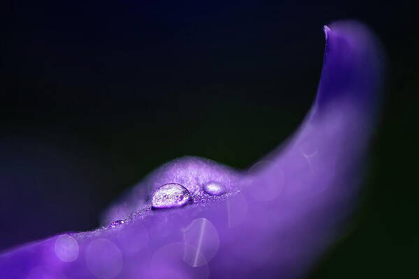 Vibrant Photograph - Rain Drop by Ursula Abresch