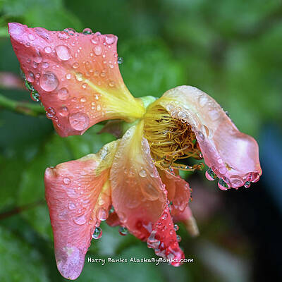 Water Photograph - Rain Drops by Harry Banks