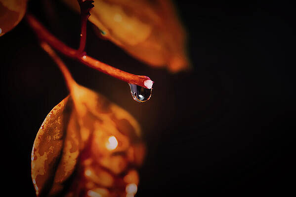 Wall Art featuring the photograph Rain Drops On Bougainvillea by Gian Smith