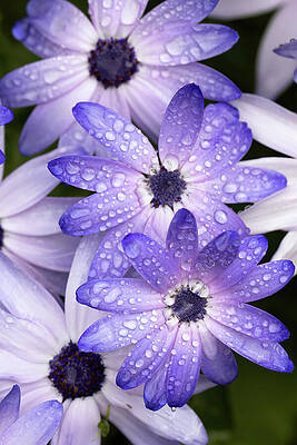 Vibrant Purple Daisies in Bloom Wall Art
