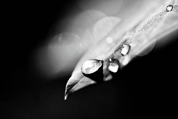Nature Photograph - Rain Drops by Ursula Abresch