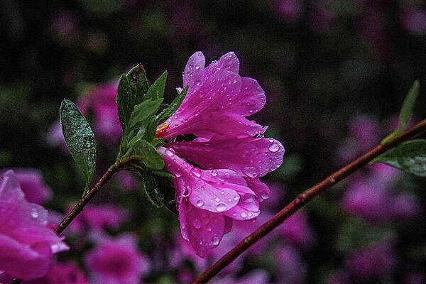 Wall Art featuring the photograph Rain-Kissed Azaleas by Deb Beausoleil