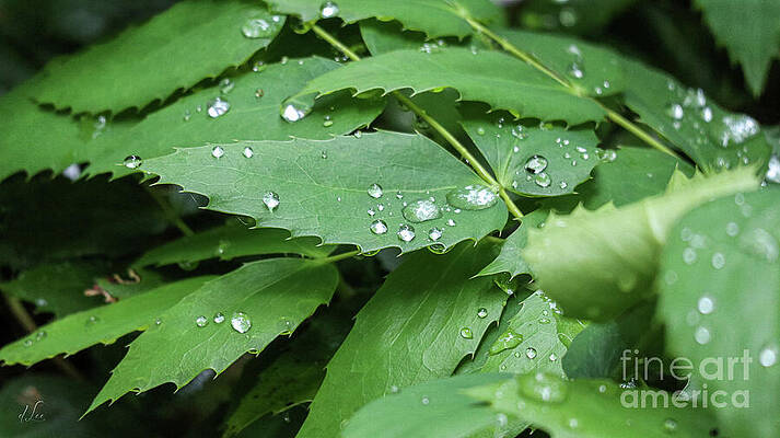 Green Photograph - Rain On Leaves by D Lee