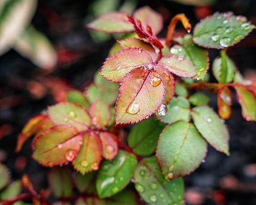Water Wall Art featuring the photograph Rain On Leaves Of A Knockout Rose Bush by Jason Fink