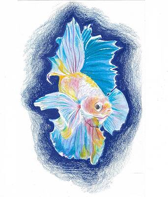 Blue Wall Art featuring the drawing Rainbow Beta Fish by Jenna Blank Page