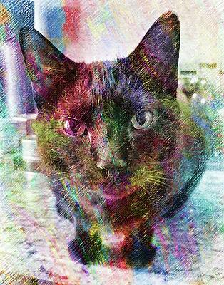Wall Art featuring the photograph Rainbow Black Kitty by Annalisa Rivera-Franz