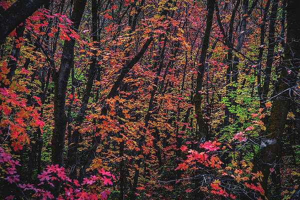 Color Photograph - Rainbow Leaves In Dark Grove by Abbie Warnock