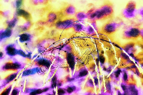 Wall Art featuring the digital art Raindrops In A Spiderweb by Bruce Block