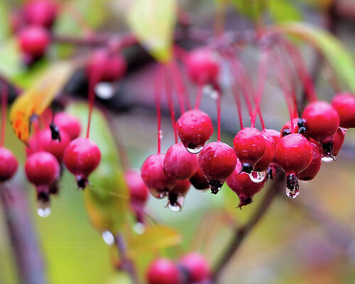 Photograph - Raindrops On A Crab Apple by Robert Allen Hill