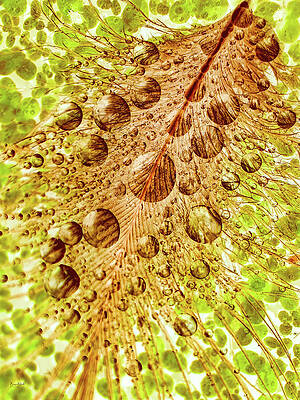 Wall Art featuring the photograph Raindrops On A Feather In The Wetlands by Bruce Block
