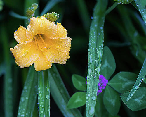 Photograph - Raindrops On Daylily by Robert Allen Hill