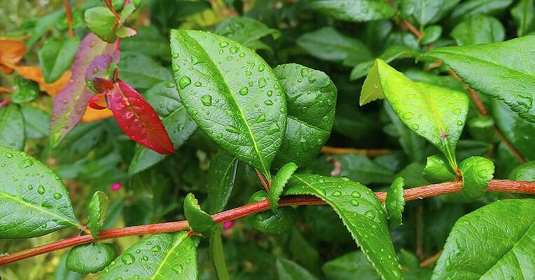 Photograph - Raindrops On Green Leaves On A Branch - Close Up Photo by Nicko Prints