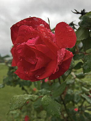Southern Wall Art featuring the photograph Raindrops On Roses by Greg Lane