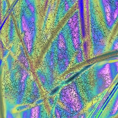 Abstract Photograph - Raindrops Trapped In Spiderweb by Bruce Block