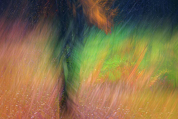 Tree Photograph - Rainy Day by Ursula Abresch