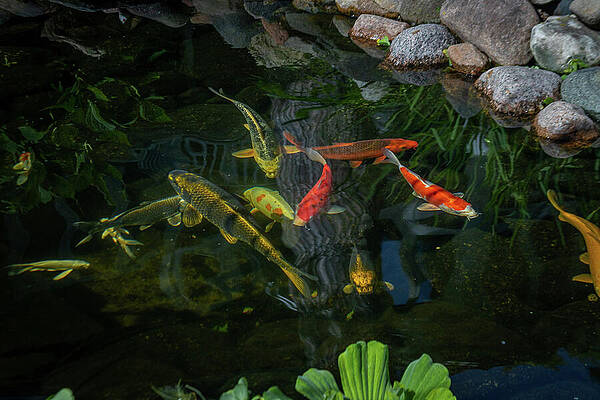 Nature Wall Art featuring the photograph KOI Pond_6681 by Mark Triplett