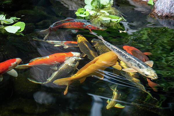 Serene Photograph - KOI Pond_6721 by Mark Triplett