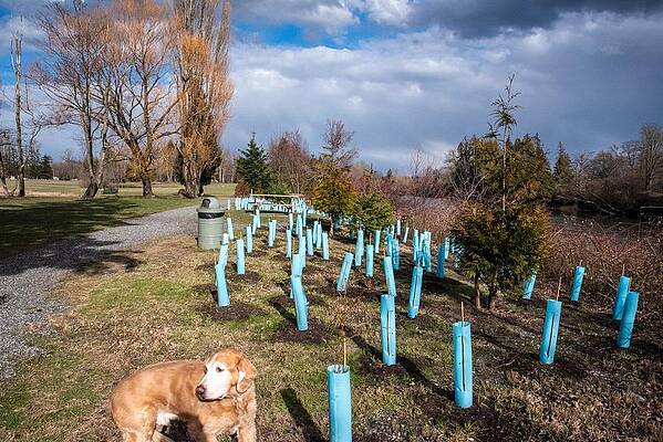 2023 Photograph - Ranger And New Trees by Tom Cochran