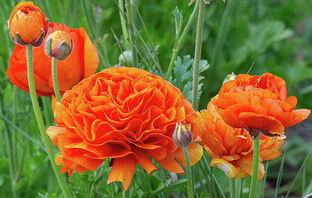 Flower Wall Art featuring the photograph Ranuculus Buds And Blooms by Bonnie Colgan