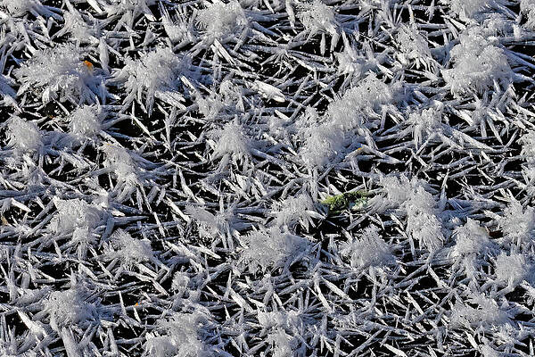 Wall Art featuring the photograph Rapid Freeze by Gina Fitzhugh