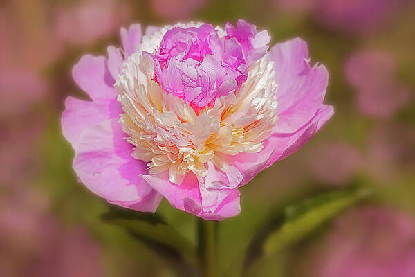 Flower Photograph - Raspberry Pink Peony by Susan Candelario