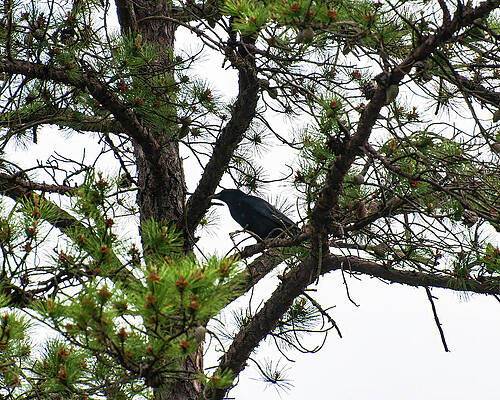 Wall Art featuring the photograph Raven In A Pine Tree by Flees Photos