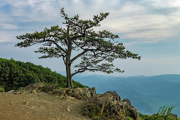 Virginia Photograph - Ravens Roost by David Fountain