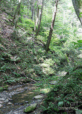 Serene Wall Art featuring the photograph Ravine Loop Trail 35 by William Norton