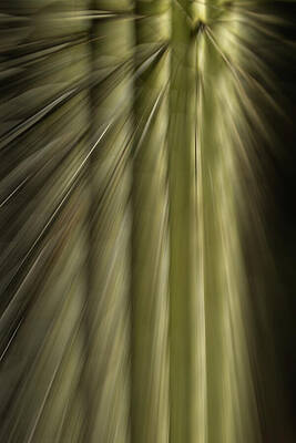 Wall Art featuring the photograph Ray Of Sunshine Among The Spines by Dodie Ross