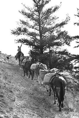 Cowboy Wall Art featuring the photograph Reach by Alden White Ballard