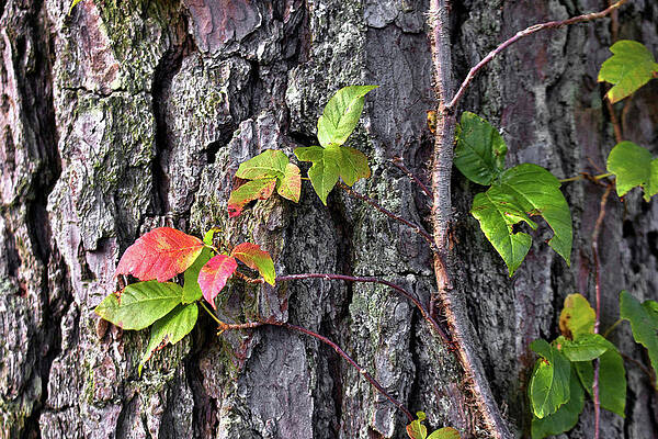 Wall Art featuring the photograph Reaching by American Landscapes