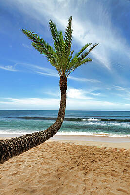 Curved Palm Tree on Sandy Beach Photograph