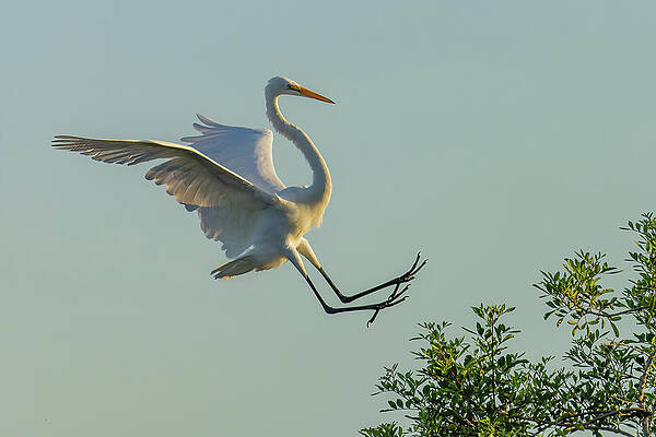 Feather Photograph - Reaching For The Treetops by RD Allen