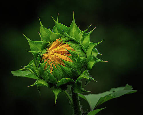 Flower Photograph - Reaching Full Potential by Tim Lyden