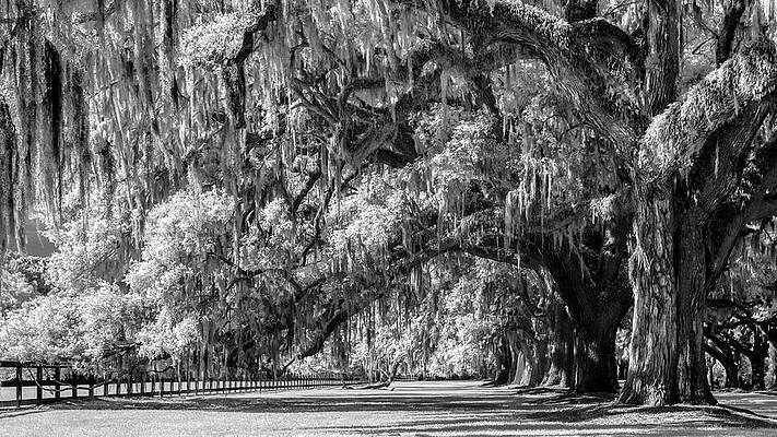 Spanish Moss on Majestic Trees Photograph