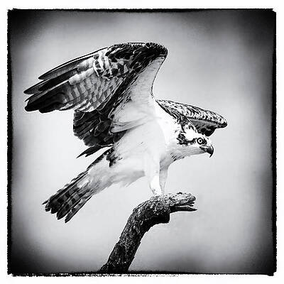 Wall Art featuring the photograph READY FOR LIFTOFF Osprey 42E by Sally Fuller
