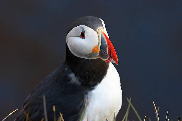 Puffin Photograph - Ready For My Close-up by Christopher Mathews
