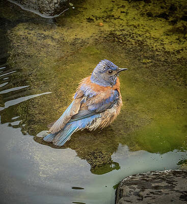 Wall Art featuring the photograph Ready To Bath by Jean Noren