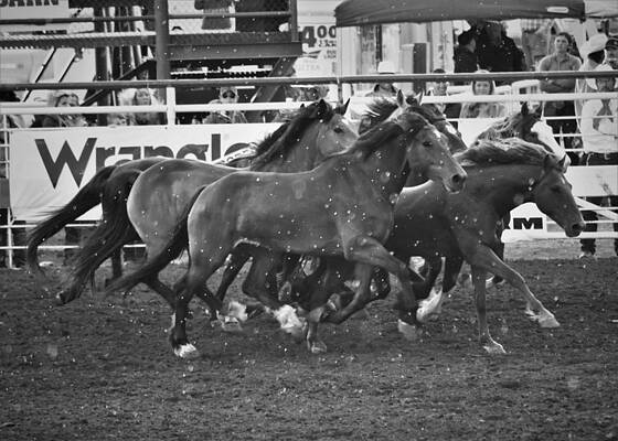 Cowboy Wall Art featuring the photograph Ready To Rumble by Alden White Ballard
