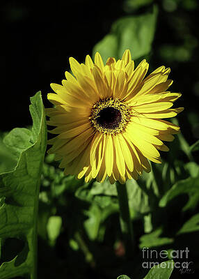 Beautiful Photograph - Ready To Shine by D Lee