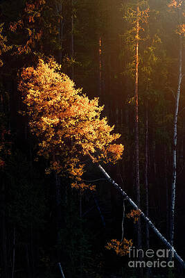 Wall Art featuring the photograph Reahing For The Light by Thomas Nay
