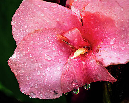 Nature Wall Art featuring the photograph Recent Rain A Tiny Ant And A Beautiful Flower by Robert Niemeier