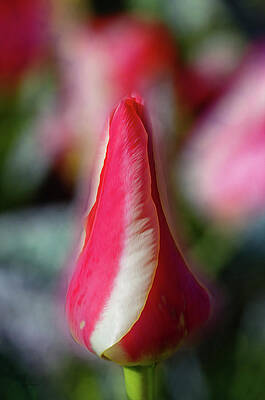Wall Art featuring the photograph Red And White Tulip by Crystal Wightman