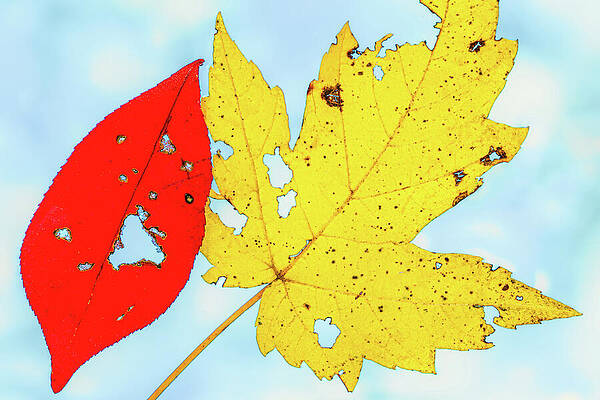 Bold Wall Art featuring the photograph Red And Yellow Leaves by Elvira Peretsman