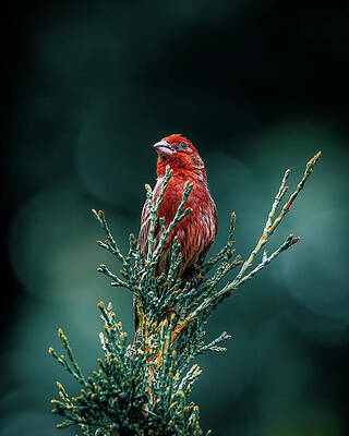 Bird Wall Art featuring the photograph Red Atop Evergreen by Rich Kovach