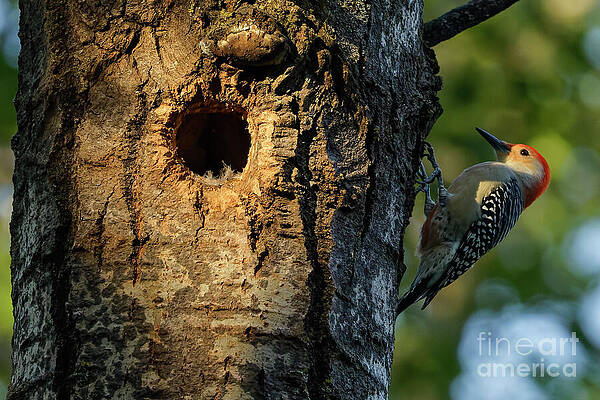 Red-Bellied Woodpecker at Tree Cavity Photograph