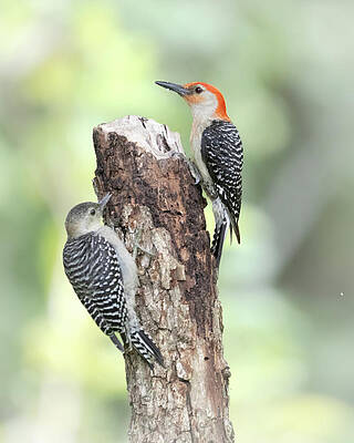 Photograph - Red Bellied Woodpecker by Jim E Johnson