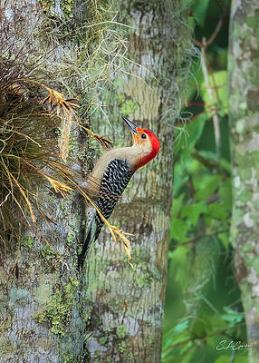 Bird Wall Art featuring the photograph Red-bellied Woodpecker by Steven Sparks
